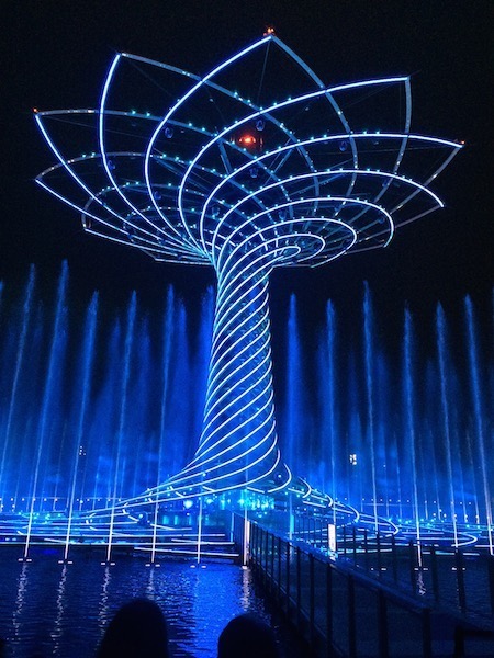 albero.jpg